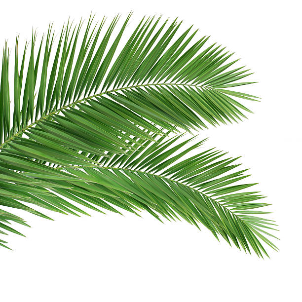ヤシの葉白で分離 - coconut palm tree ストックフォトと画像