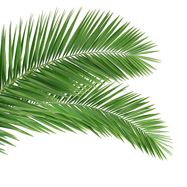 palm leaves on white background - 棕櫚樹 個照片及圖片檔