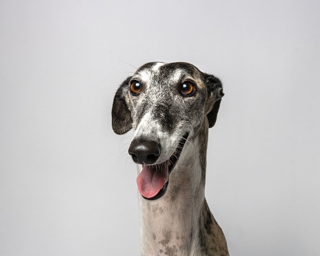 A portrait of a greyhound dog, smiling with its tongue sticking out in a playful and friendly manner