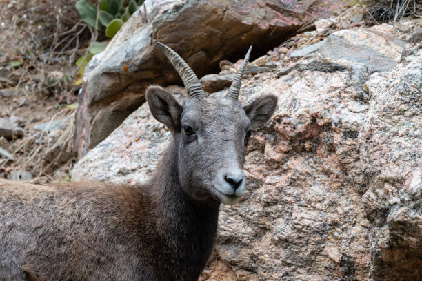 istock Bighorn sheep, female animal 1543111684