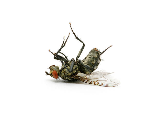 dead fly dead fly isolated on a white background dead stock pictures, royalty-free photos & images