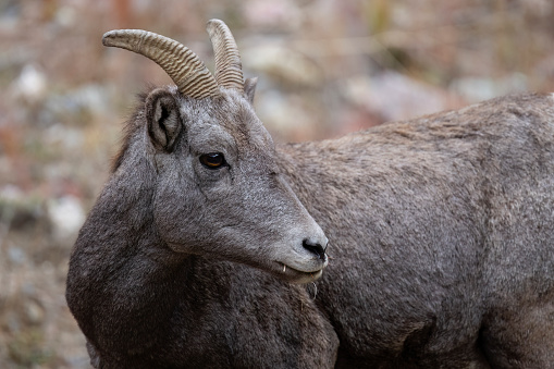 Big Horn ram sheep, near Pikes Peak resting high on a rock outcrop in the Garden of the Gods with massive sandstone rock formation in background in Colorado Springs, Colorado USA of North America.