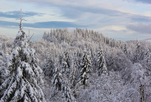 istock Fir and pine trees covered under the snow. Fantastic winter landscape. 1543114573