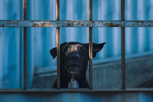 A cute black dog face behind bars. A life of ill will