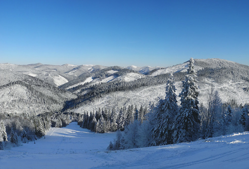 Winter forest and mountains covered with fresh snow. Alpine skiing  track, Tysovets sports base, Ukraine.