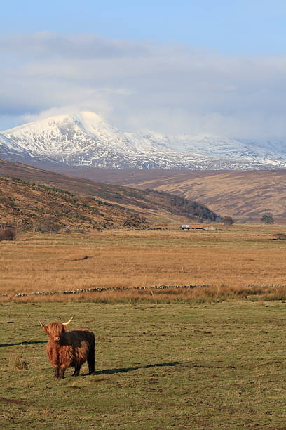 istock Highland Cattle in Landscape 154311832