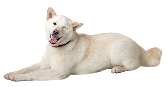 A winking white Shiba Inu dog isolated on a white background. Space for copy.