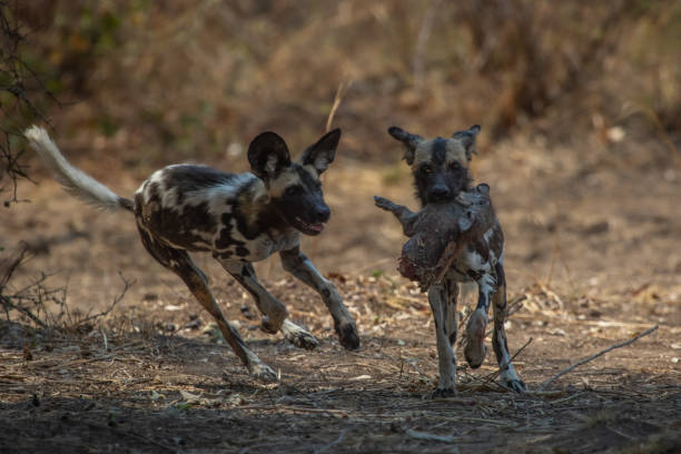 istock African wild dog chases another to get at its kill 1543122668