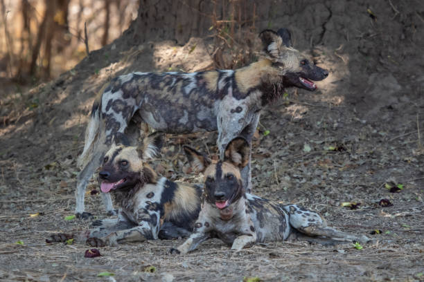 istock Three African wild dogs resting at base of tree 1543123211