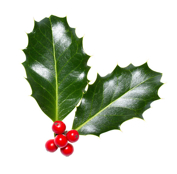 istock holly leaves and berries 154312457