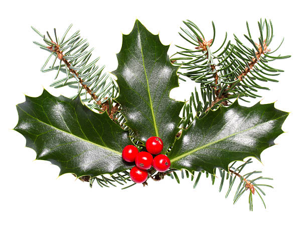 istock holly leaves and berries 154314248