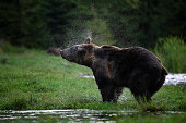 Brown bear shaking his wet fur, wildlife-shot, Carpathians, Transylvania