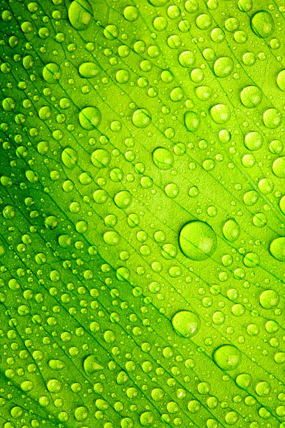 Beautiful green leaf stock photo