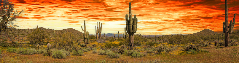 This is a landscape photograph of saguaro cacti filling the Sonoran desert landscape in Arizona on a spring day.