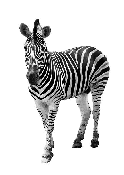 Zoo single  burchell zebra isolated stock photo