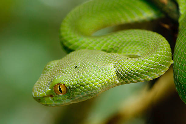 istock Green snake in rain forest, Thailand 154317157