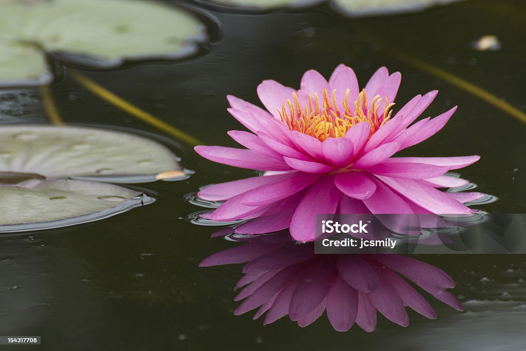 Pink lotus blossoms or water lily flowers blooming on pond Beauty In Nature Stock Photo
