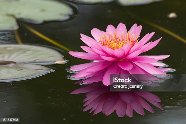 Pink Lotus Blossoms Or Water Lily Flowers Blooming On Pond Stock Photo - Download Image Now