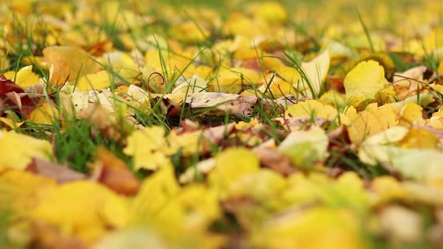 Fallen Autumn Leaves In A Park