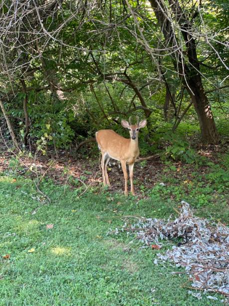 istock Young Buck in the woods 1543181986