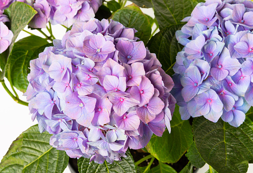 Hydrangea isolated on white background. Hydrangea in a pot. Beautiful flowers. Spring bouquet. Blue, pink and lilac hydrangea flowers.