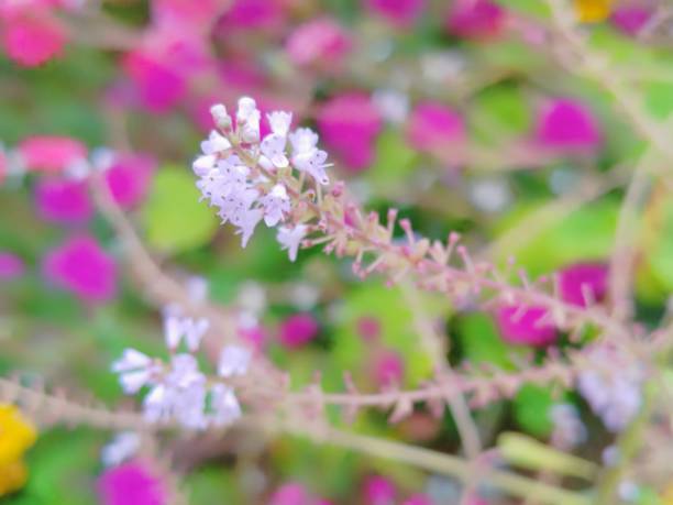 istock Tetradenia Riparia 1543184023
