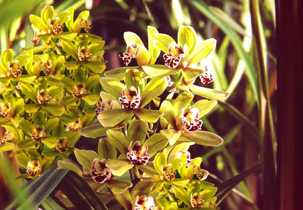 istock Cymbidium MICHELE flowers 1543184485