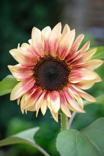 istock Helianthus annuus Procut Plum Sunflower 1543184494