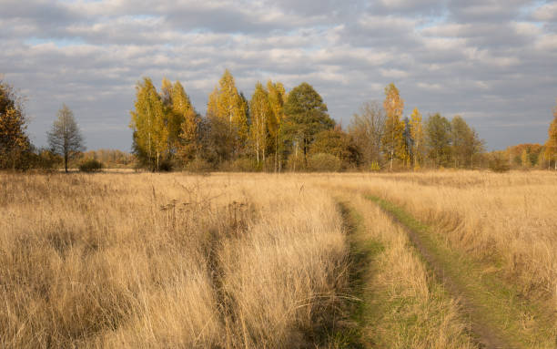 istock Autumn landscape, spacious fields with dense and bright grass 1543184550