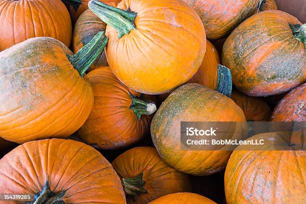 Bin With A Pile Of Dirty Orange Pumpkins Stock Photo - Download Image Now - Fruit, Gourd, Gourd Family