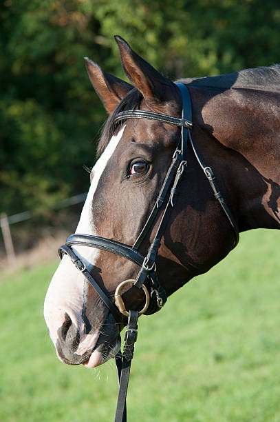 Horse stock photo