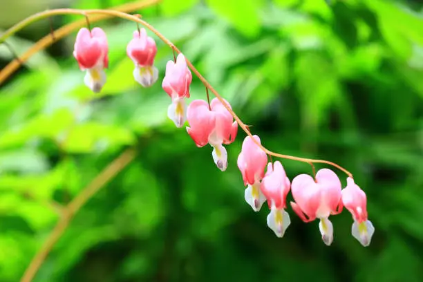 Bleeding heart flowers or Dicentra spectabilis with soft background,close-up of pink Bleeding-heart flowers blooming in the garden