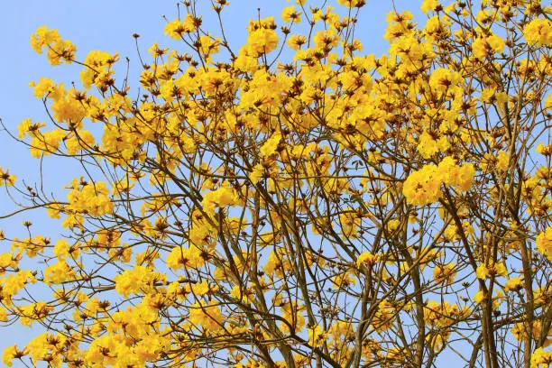 blooming flowers of the Golden Trumpet-Tree with blue sky background,close-up of yellow flowers blooming on the branches in a sunny day