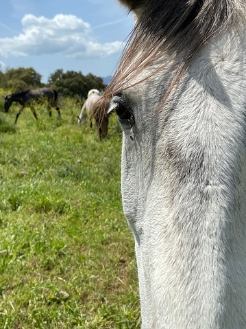 A close-up shot of a horse with a deep gaze, looking off into the distance