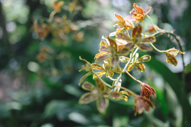 Yellow orchid tropical plant in forest