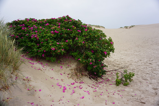 Sand dune in summer. The big sandy is moving. A sand dune looks like a desert. Rosehip blossomed right in the sand.