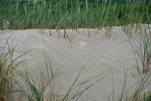Sand dune in summer. The big sandy is moving. A sand dune looks like a desert. Sand absorbs trees and bushes and kills them. Trees under the sand. Coniferous trees are buried in sand.