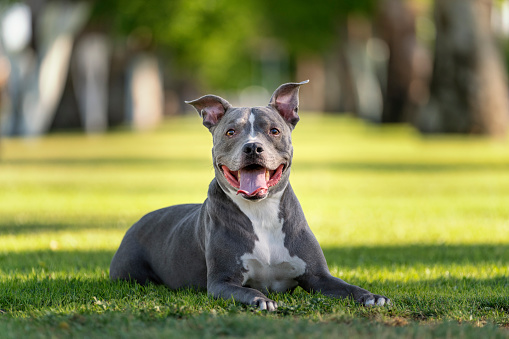 Portrait of a gray pitbull lying in the grass between trees