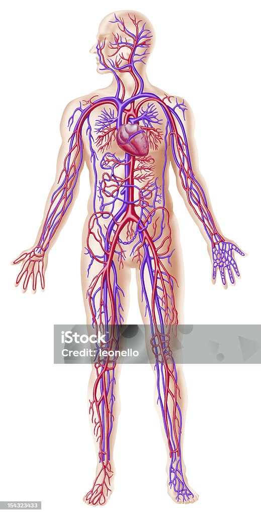 circolatory umano sezione trasversale di sistema - Foto stock royalty-free di Il corpo umano