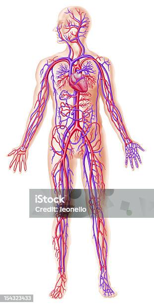 Circolatory Umano Sezione Trasversale Di Sistema - Fotografie stock e altre immagini di Il corpo umano - Il corpo umano, Persone, Flusso sanguigno - Sistema cardiovascolare