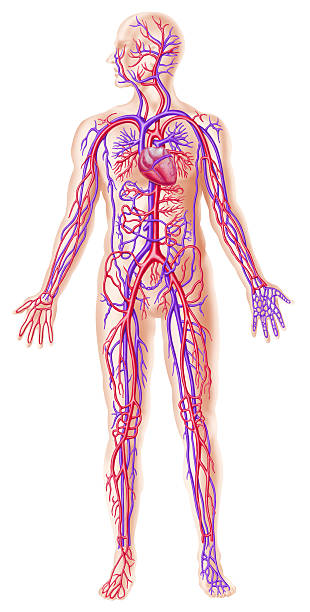 sistema seção transversal circolatory humanos - human heart human cardiovascular system people human vein - fotografias e filmes do acervo