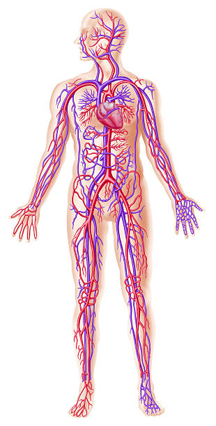 система человека circolatory сечение - human cardiovascular system blood flow human vein body стоковые фото и изображения