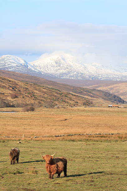 istock Highland Cattle in Landscape 154323781