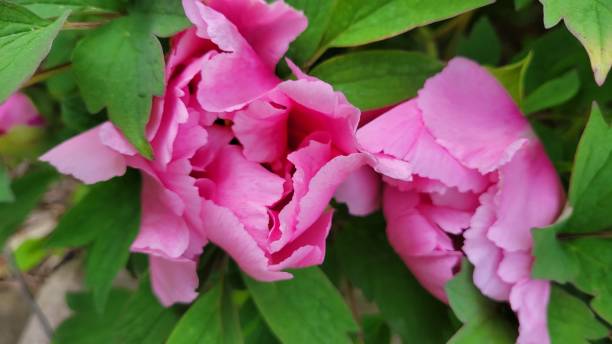 istock Peonies at nichols arboretum 1543256926
