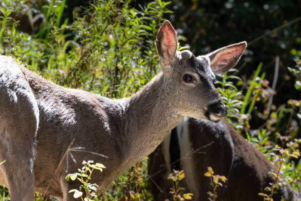 istock Closeup, black-tail deer, looking at camera. Forest in background 1543265908