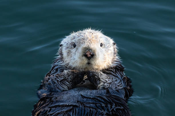istock Closeup, young sea otter floating in ocean, looking at camera. 1543265915