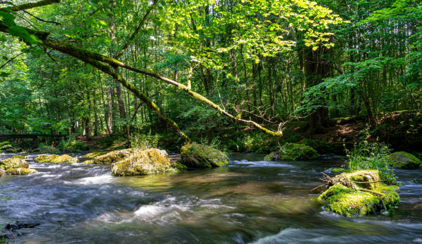 istock river in the forest wallpaper 1543266964