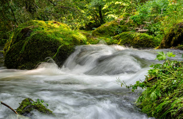 istock stream in the forest vogtland 1543267485