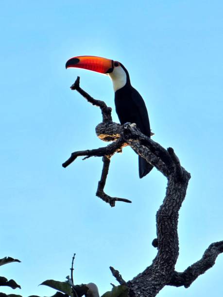 istock Toco toucan is perched on a tree branch against a bright and clear blue sky. 1543271671