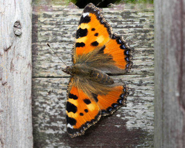 istock small tortoiseshell butterfly on a wooden wall 1543274808